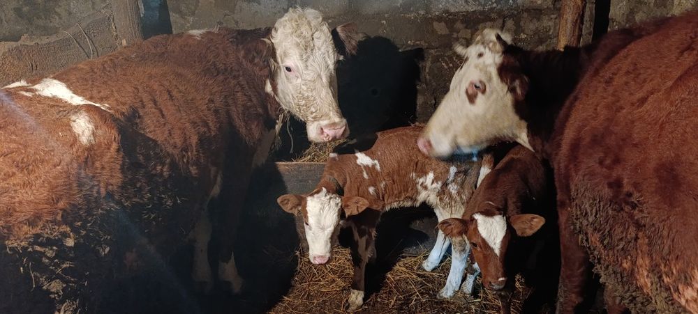 Телята вместе с коровами