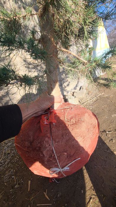 Qarag'ay (Сасна) ko'chatlari sotiladi