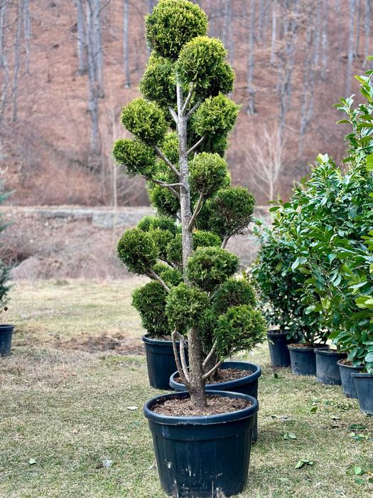 Plante pentru Curți și Spații Verzi Elegante