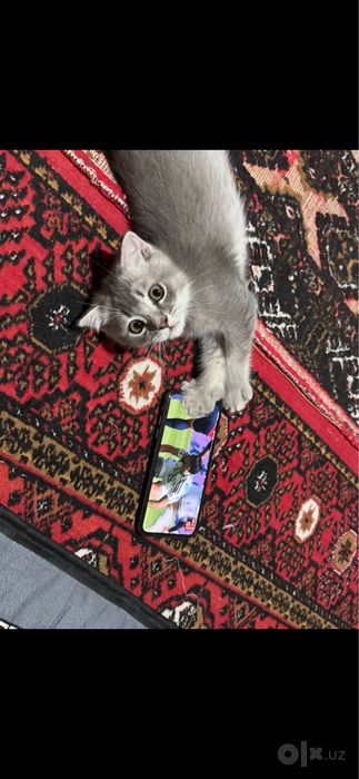 4 oylik mushuk sotiladi