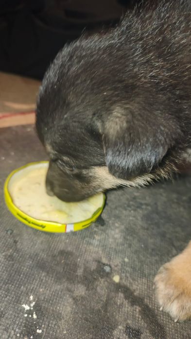 Бесплатно щенок мальчик