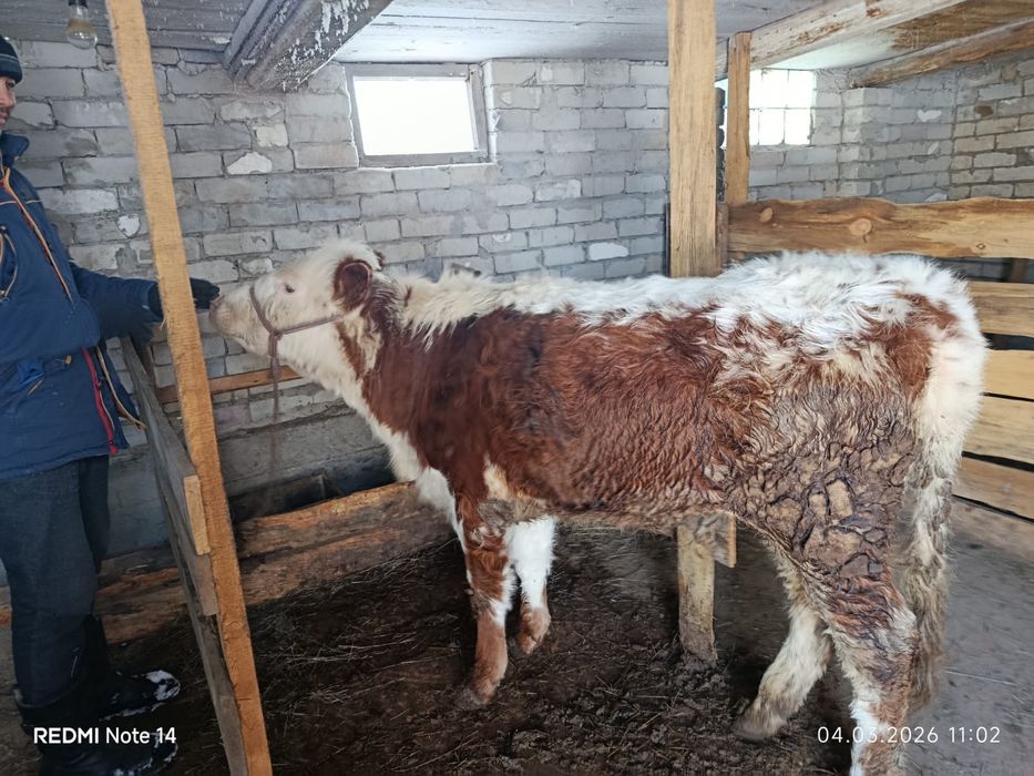 Ургашы тайынша семиз