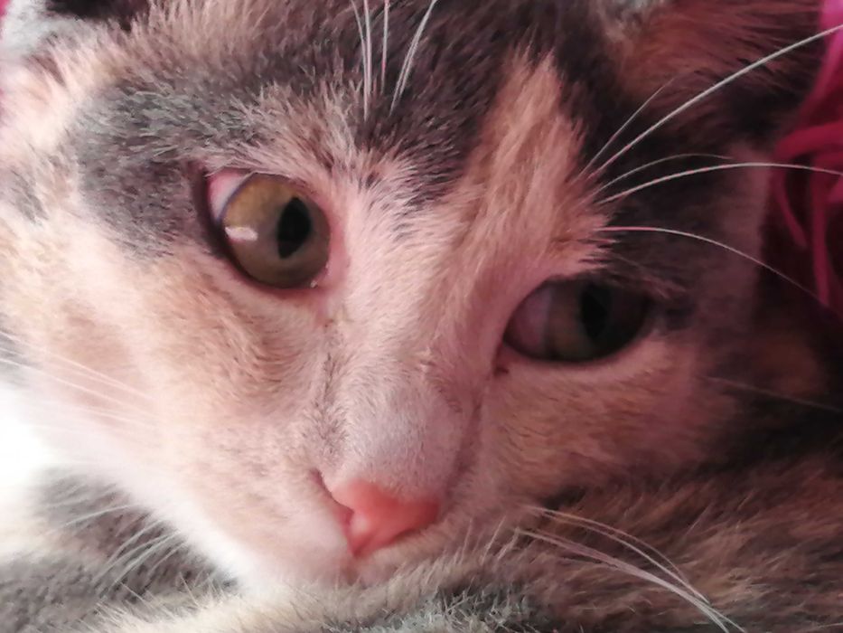 Анатолийские кошки