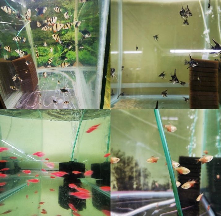 Vietăți              .