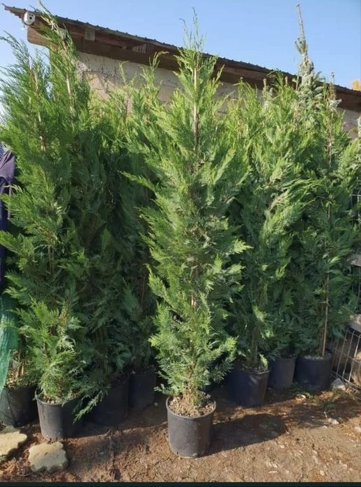 Amenajari gradini/montate gazon rulou/sistem de irigatii/intretinere