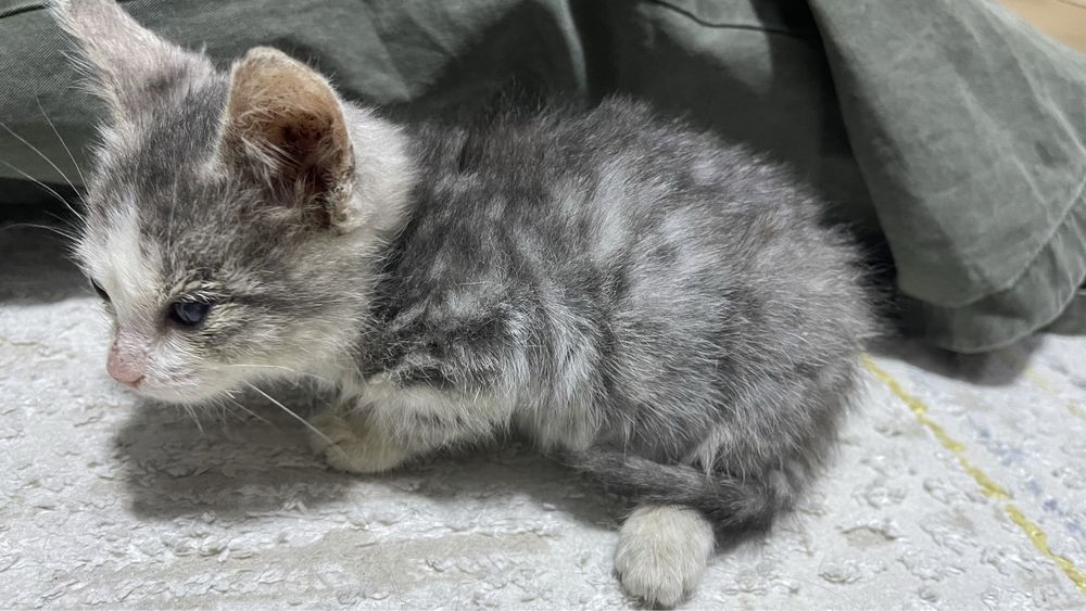 Котенок заберите в добрые руки