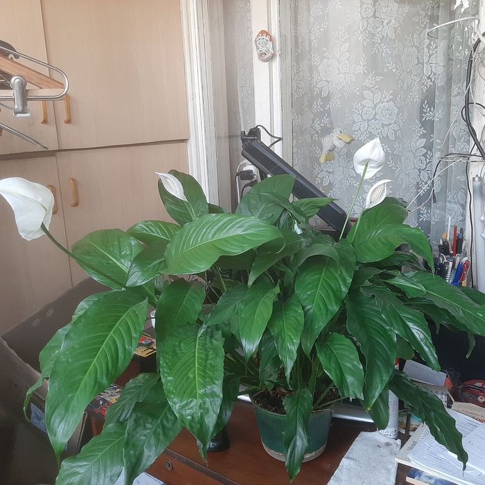 Спатифиллум Уоллиса, клеродендрум