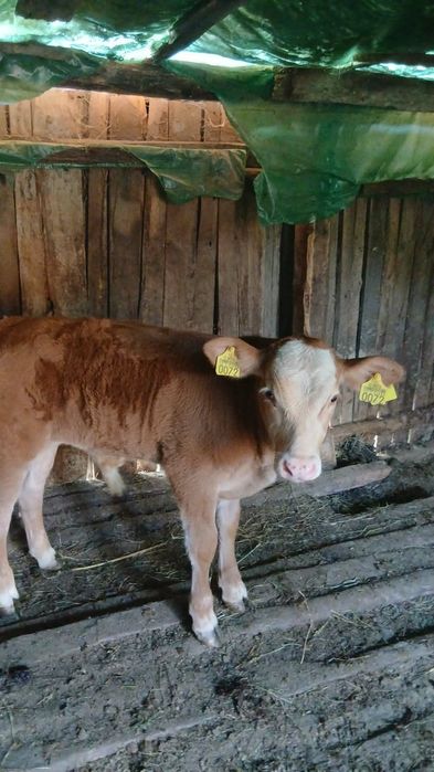 Vand vaca ,vitel