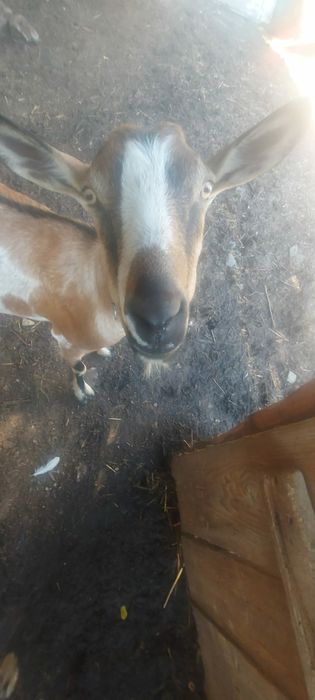 Capre de vanzare