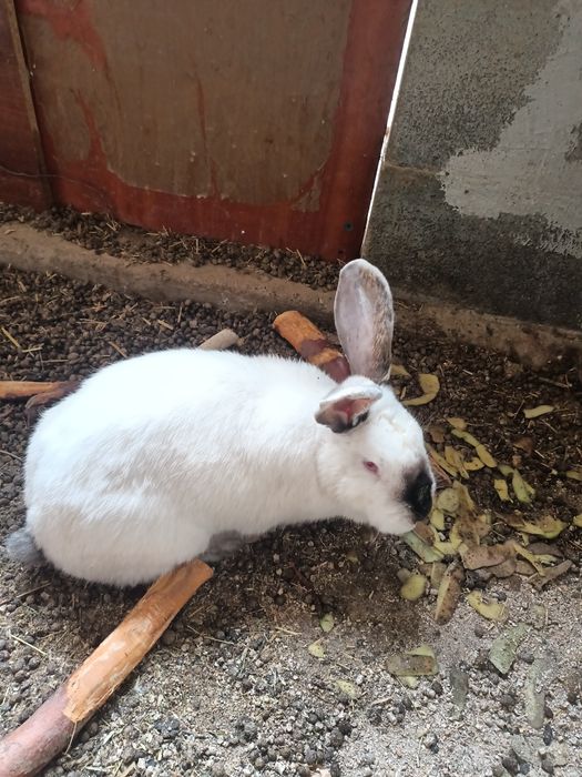 Продам кроликов, кролов