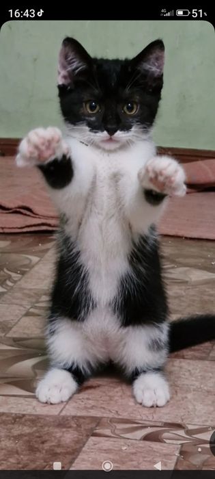 Отдам котенка в хорошие руки