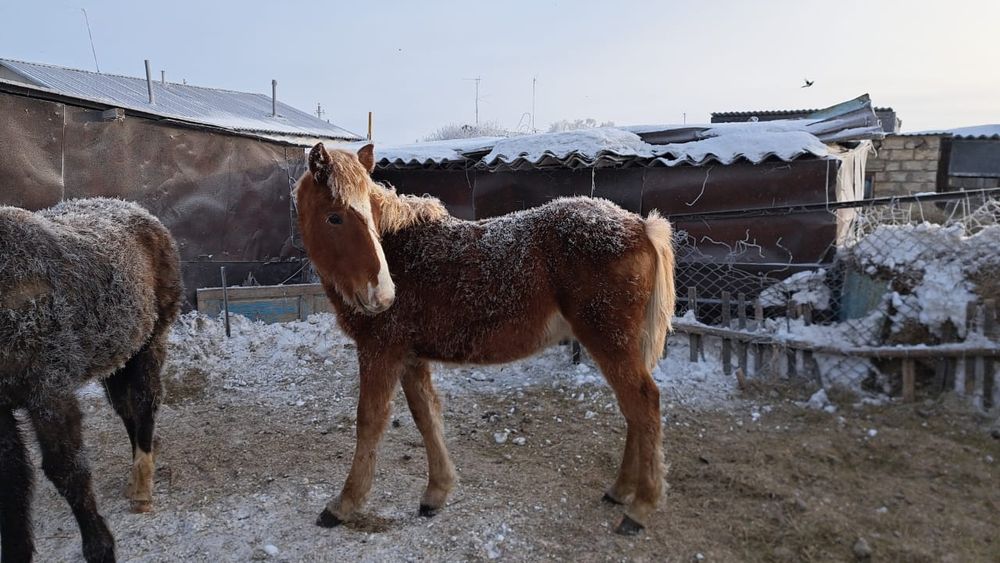 Жеребчик 2025 года
