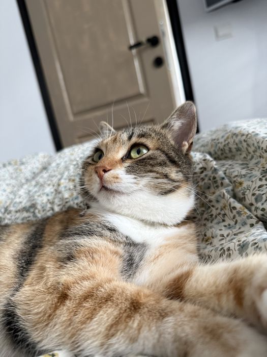 Donez pisică sterilizată, deparazitată