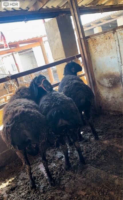 Қошқар Кошкар Барыны