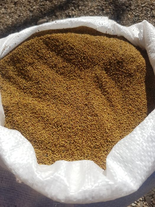 Samanta de lucerna soi romanesc