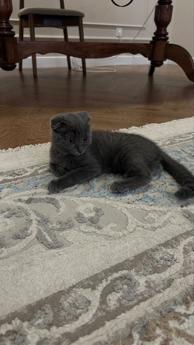 Британская вислоухая кошечка