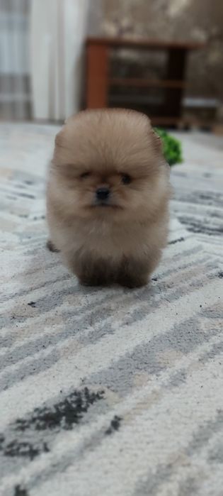 Шпиц мальчик супер миник