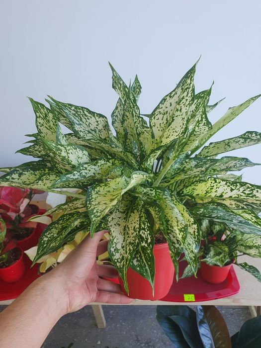 Aglaonema Аглаонема голд.    .