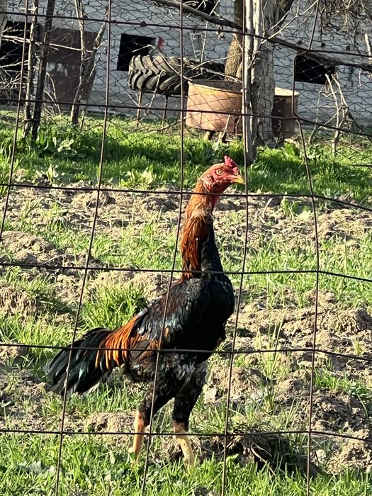 Дакан қораз сатылады