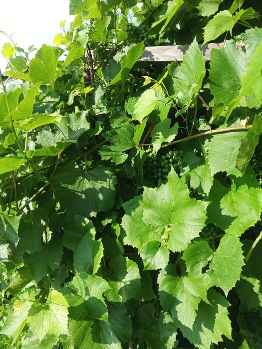 Дача С/о Алтайский энергетик