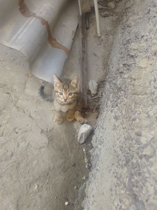 Отдам котят в хорошие руки