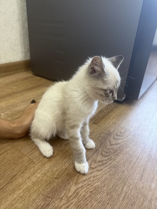 Отдам даром котенка