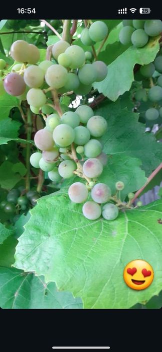 Дача с участком в хорошем районе