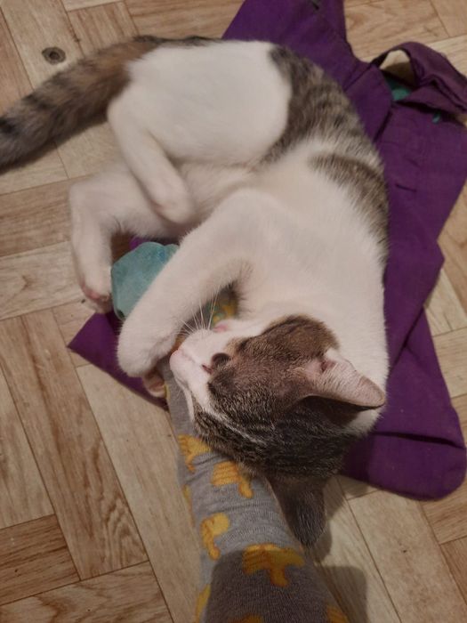 Отдам молодого котика