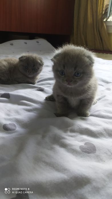 Шотландские Вислоухие котята Фолд
