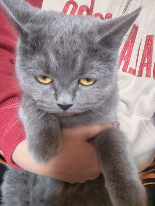 Britanskaya karotkasherstnaya