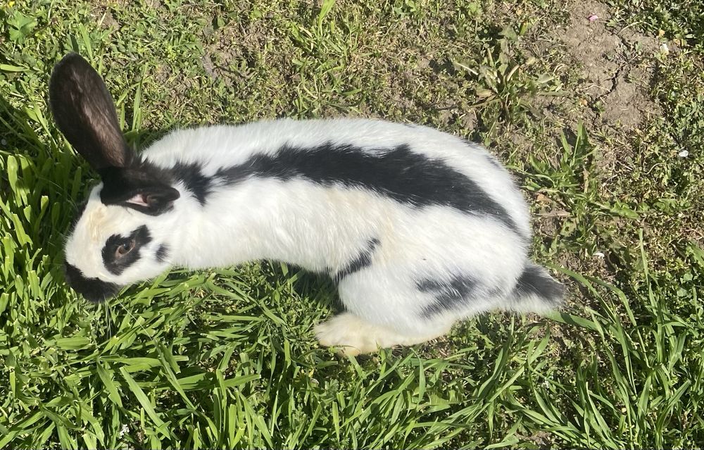 Iepuri Pestrit german