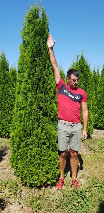 Tuia smaragd de calitate extra