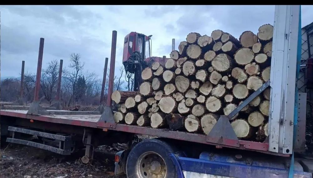 Lemn de foc salcâm uscat sau verde 700 lei tona 400 lei metru