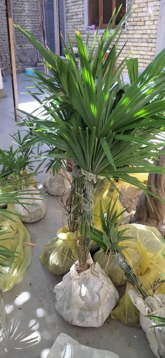 Palma daraxti 5 yillik
