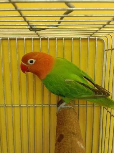 Green Euwing Opaline Sotiladi