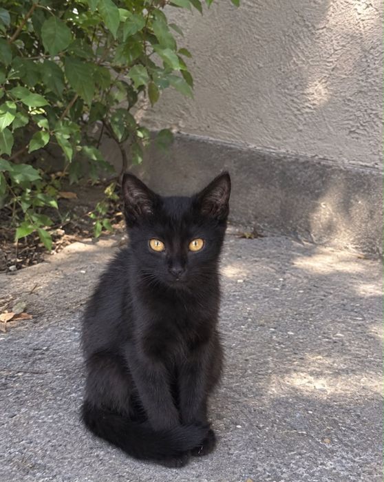 очень хорошие котята ищут дом