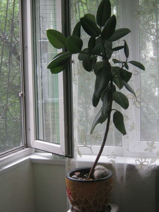 Фикусы разные  в горшках