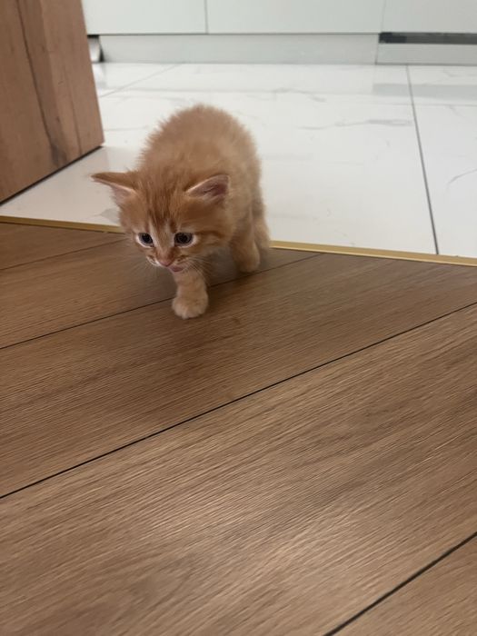 Котенок мальчик