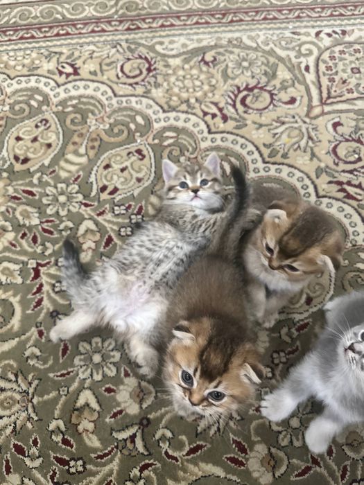 Продаю котенок дети золотая шиншилла + скоттиш-фолд
