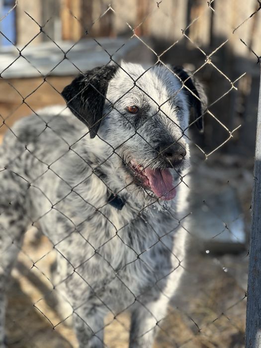Собаки в хорошие руки
