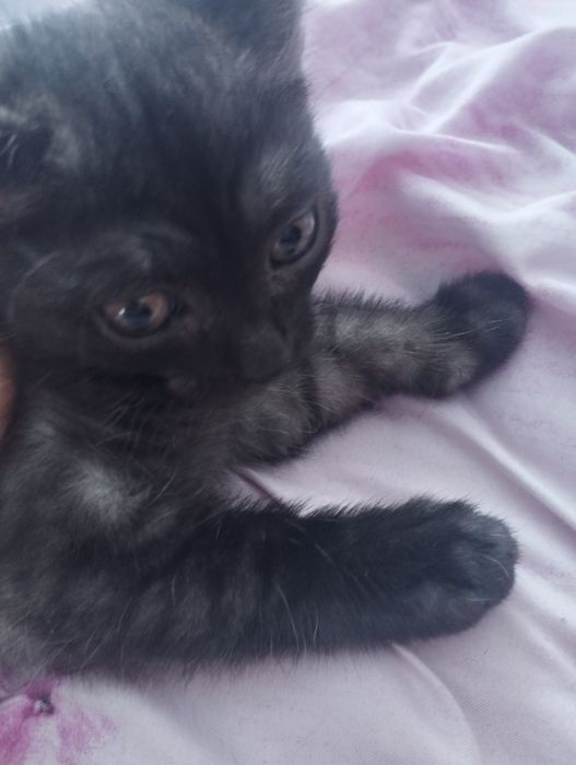 Отдам котенка метиска в добрые руки