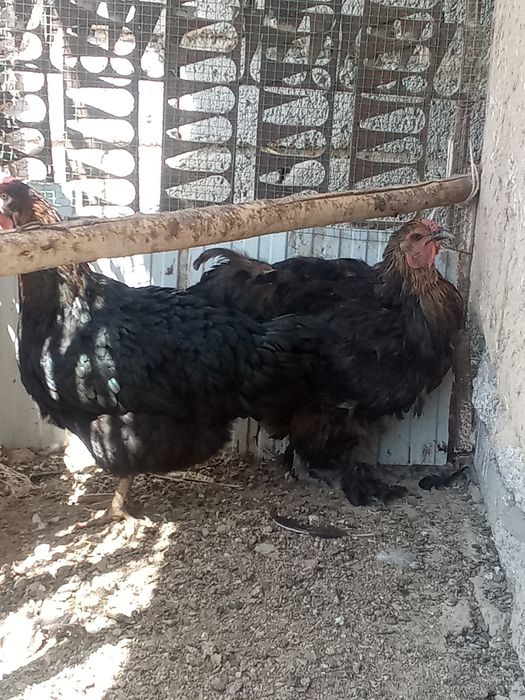 Продаются куры и петухи