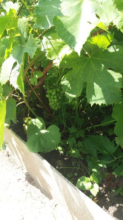 Продам дачу в с/о Борки