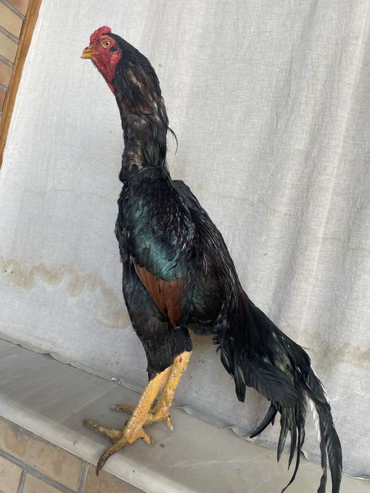 Bardovi Yapon shamo tumshuqi singan