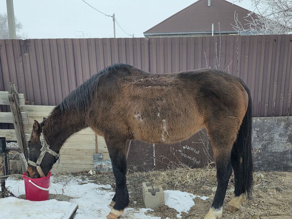 Продам лошадь   Жастар 2