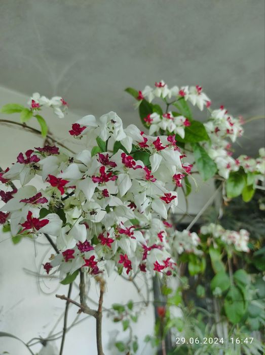 Продаю цветы сорок видов и удобрения для цветов