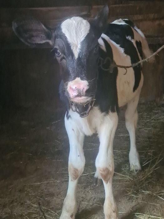Vitica holstein 5 pe6 saptamhni suge la biberon la vaca din vaca bună de lapte