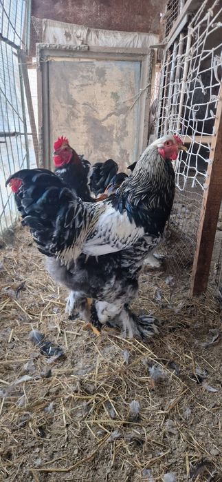 Брама хурозлари сотилади