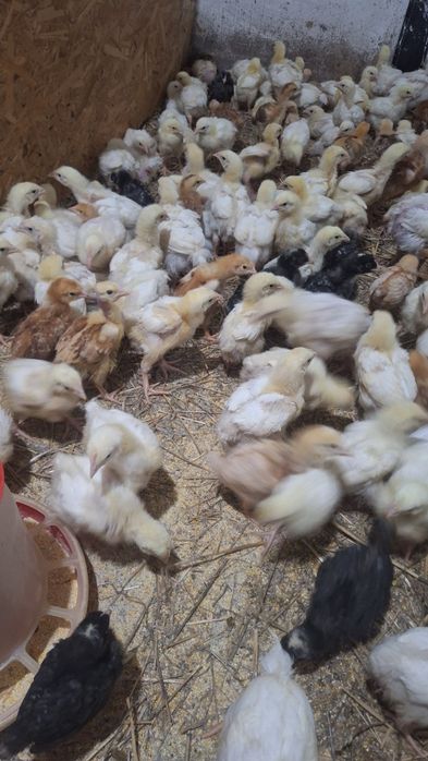 Pui de carne, rasa mixta si curci