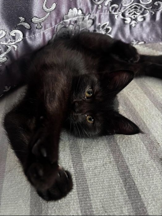 Отдам котенка в добрые руки